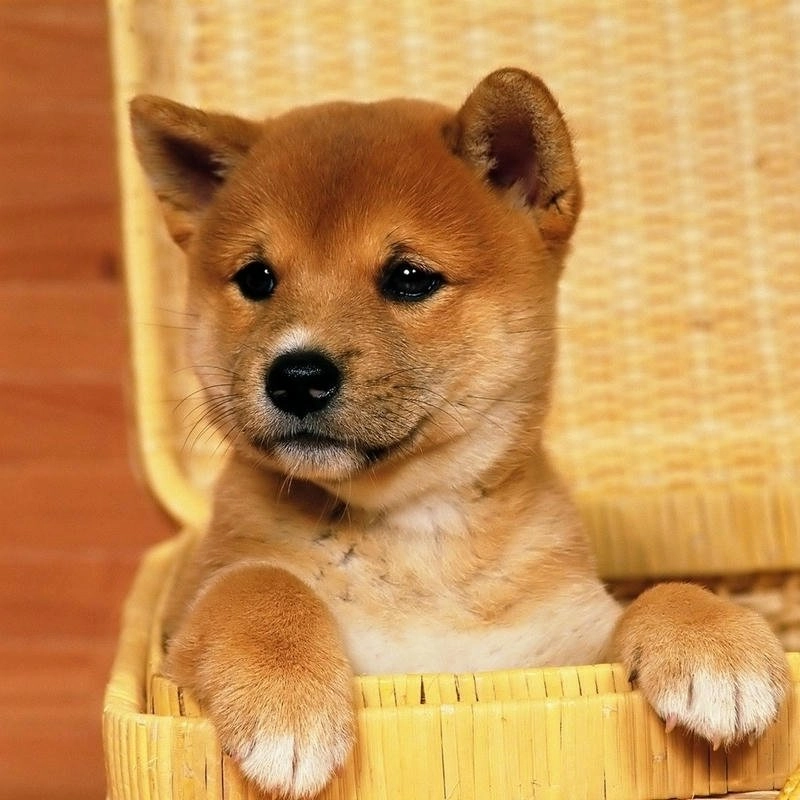 Ảnh động vật ngộ nghĩnh nhìn rất vui mắt