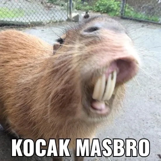 Meme capybara chill ngầu hài hước cuốn hút