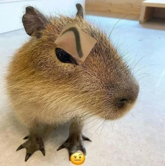 Con capybara meme chill đáng yêu cười ngất