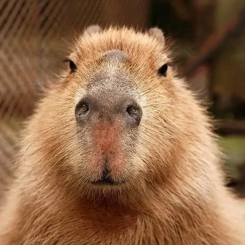 Capybara meme song nhại hài hước bá cháy