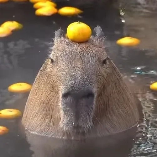 Capybara meme images bộ sưu tập troll dễ thương