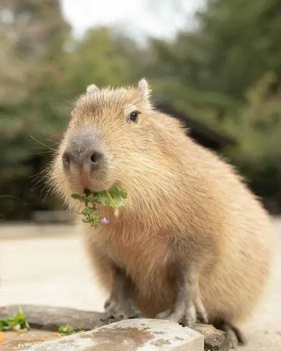 Cute capybara meme ngây thơ troll hài cuốn hút