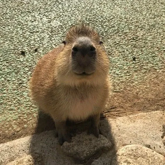 Hình meme capybara troll mặt siêu dễ thương