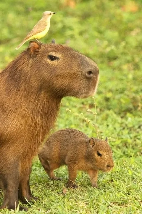 Hình ảnh capybara meme chill dễ thương ngố