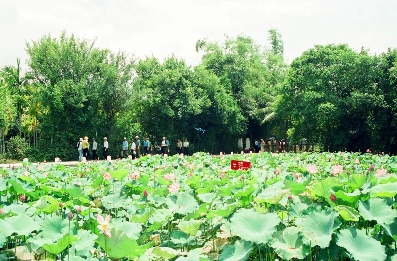 Làng sen bác hồ quê hương giản dị ấm áp