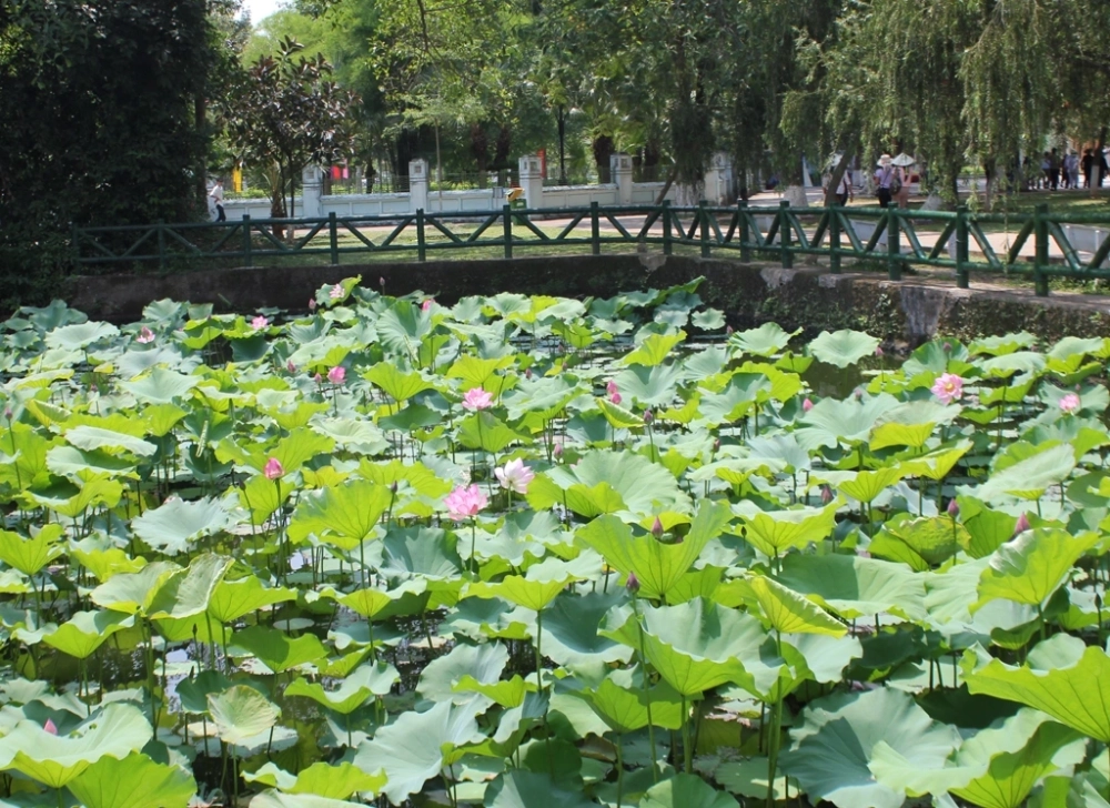 Làng sen việt quê hương bác hồ đẹp