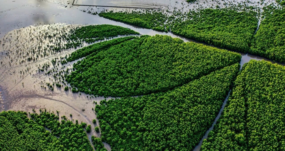 Hình ảnh vườn quốc gia Mũi Cà Mau mang vẻ đẹp tự nhiên.